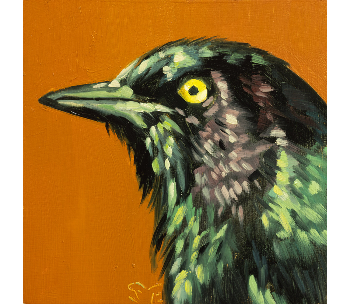 Sheila Evans "Brewer's Blackbird"